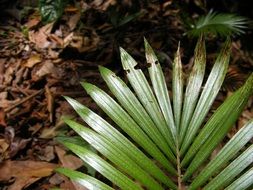 Green leaf on a background of dry autumn foliage