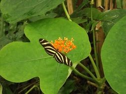 butterfly with zebra pattern on the green leaf