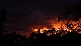 tree silhouettes on a crimson cloudy sunset