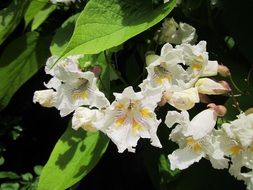 blooming cigar tree