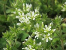 cerastium glomeratum clammy chickweed
