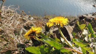 flowering dandelion bush near the lake