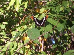 black white butterfly on a garden tree