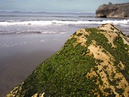stone in green algae on the coast