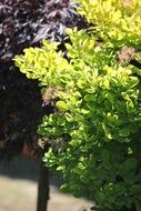 juicy green foliage of a tree in summer