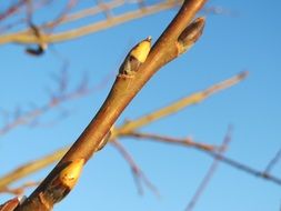 goat willow salix caprea buds