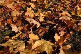 Autumn foliage in the park