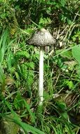 grey autumn mushroom in wild