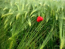 red poppy in the green wheat field