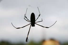 a spider on the web