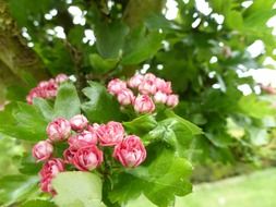 extraordinary beautiful blossom