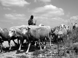 The flock of sheep