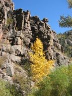bright trees on a cliff in a canyon in colorado