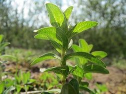 hypericum perforatum botany plant