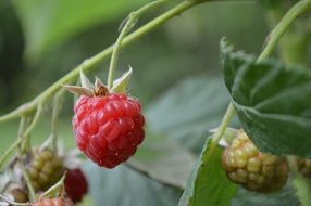 Red green raspberries on branches