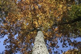 golden autumn tree with a large trunk