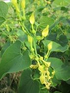 aristolochia clematitis or fever grass