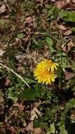 yellow dandelion flowers under the sun