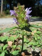 common self heal