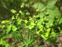 euphorbia seguieriana spurge