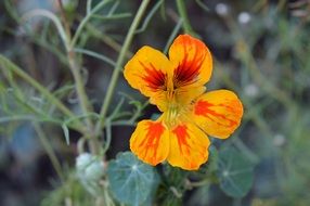 Yellow nasturtium closeup macro petals