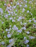 field of forget-me-not flowers