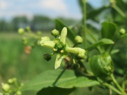 european spindle botany plant