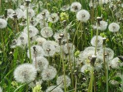 white dandelions with seeds on the field close-up