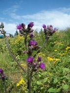 purple thorny thistle in a summer meadow