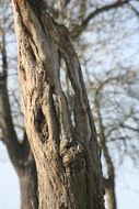 gnarled tree trunk against blue sky