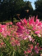 botanical pink flowers