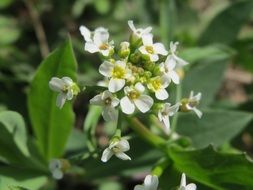 thlaspi arvense field penny-cress