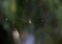 spider and cobweb on the window