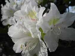 closeup picture of big white flowers on a tree