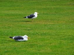 seagull birds on a green grass