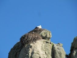 Picture of the stork nest on a mountain