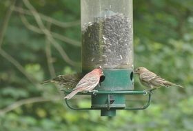 purple finch birds