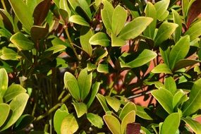 plant with symmetrical green leaves in the sunlight