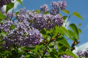 lilac with green leaves in the garden