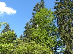green trees against the blue sky