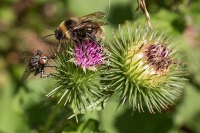 a fly and a bee on a prickly plant