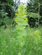 rattle plant blooming on meadow