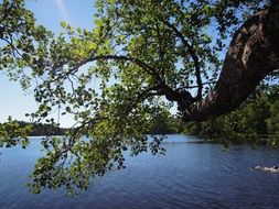 green tree over lake finnish