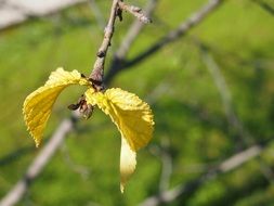 last yellow leaves on the branch
