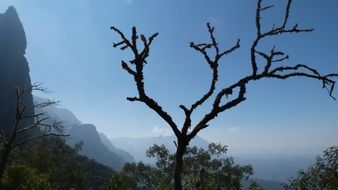 bare tree at sunrise in the mountains
