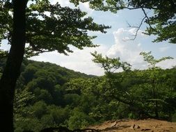 natural green forest