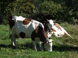 spotted brown-white cows in a farm meadow