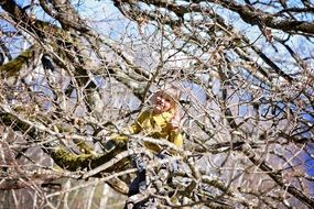 Blonde girl on bared Tree