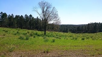 tree without leaves landscape