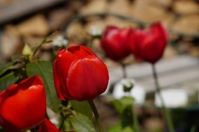 blooming red tulips in the garden